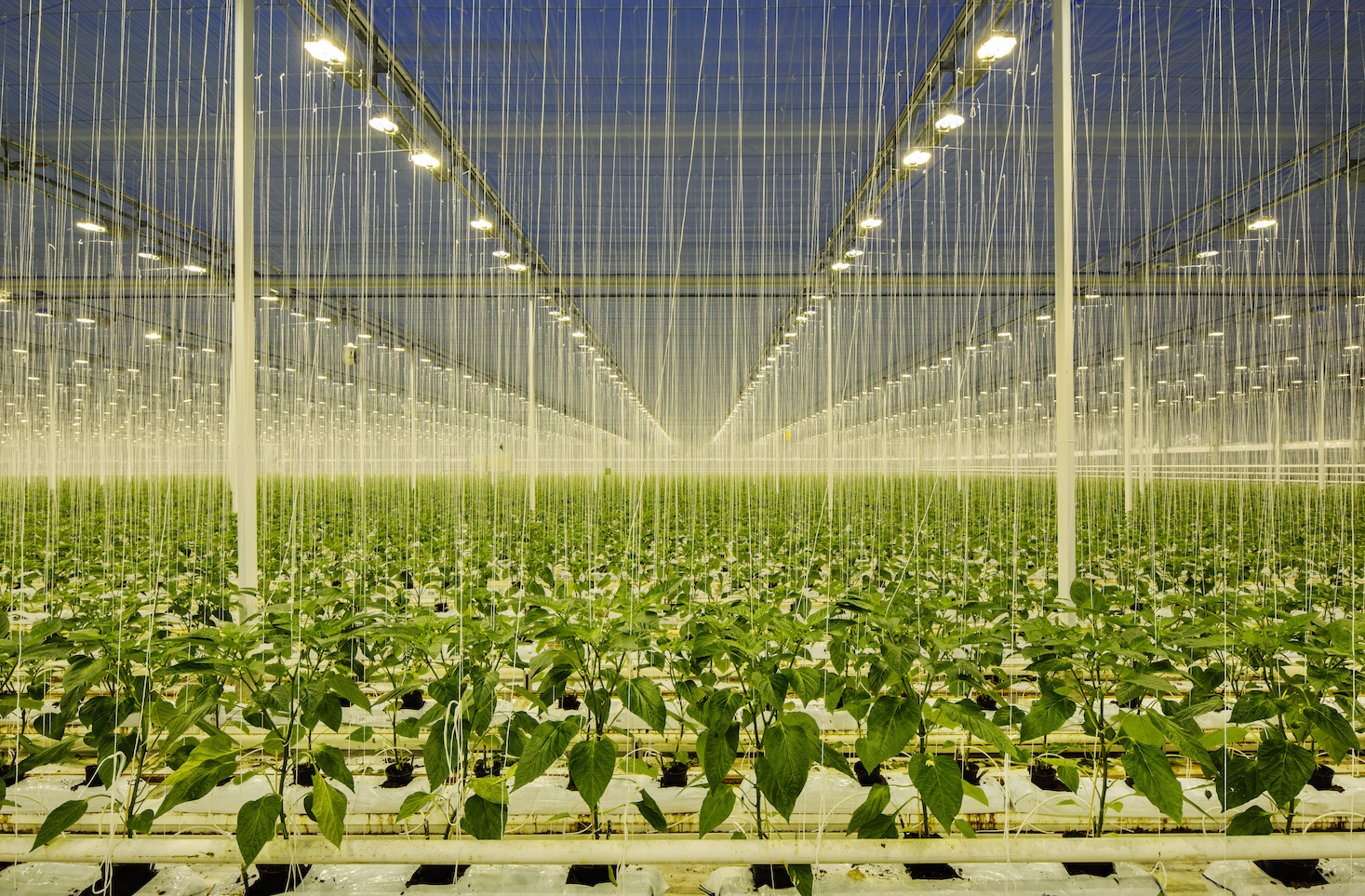 Farming greenhouse